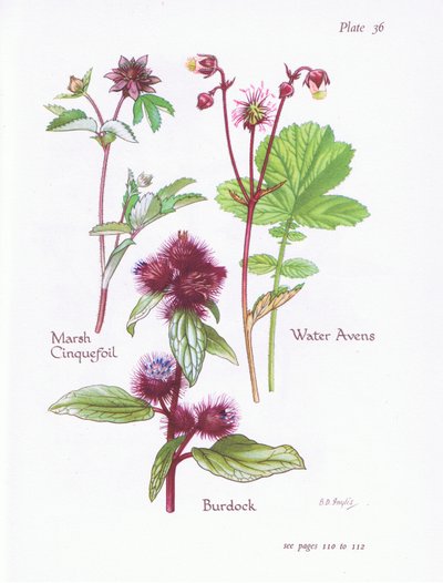 Sumpf-Fingerkraut, Klette, Wasser-Avens von Bessie D. Inglis
