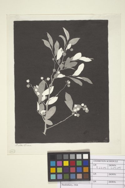 Heidelbeere von Bolton Coit Brown