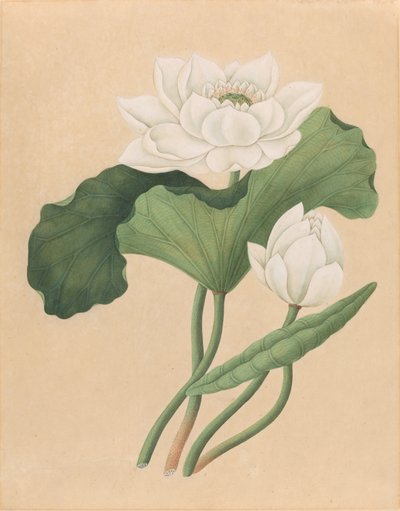 Indische Lotosblume (Nelumbo nucifera) von British 19th Century