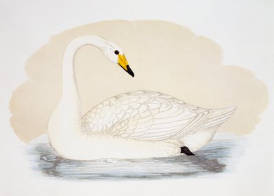 Wilder Schwan (Cygnus cygnus), Gravur, Vereinigtes Königreich von British School