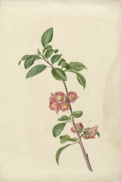 Blühender Zweig einer japanischen Kirsche von C.J. Kruimel