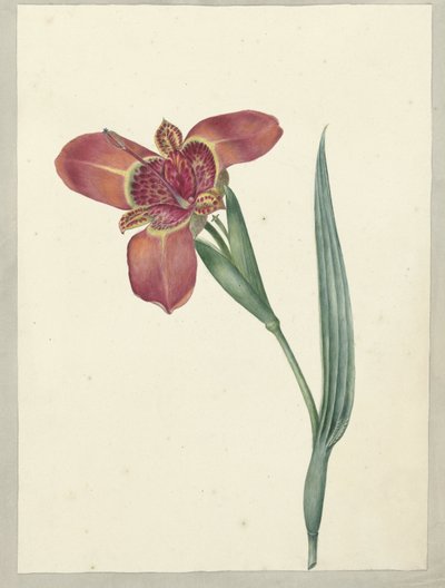 Blume mit dem Namen Ferraria Tigrina von C.J. Kruimel