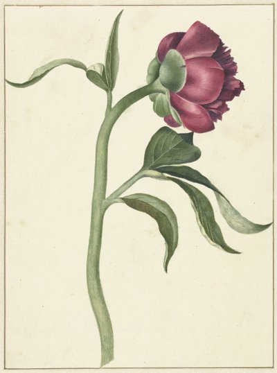 Pfingstrosenblüte von C.J. Kruimel