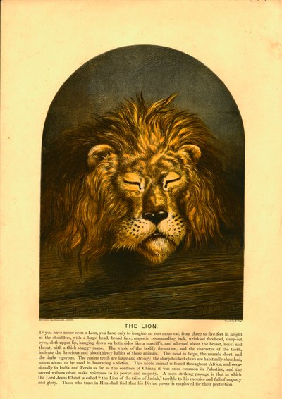 Der Löwe von C Sheeres