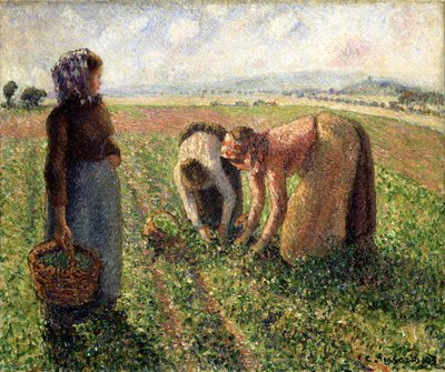 Erbsenernte, Eragny, 1893 von Camille Jacob Pissarro