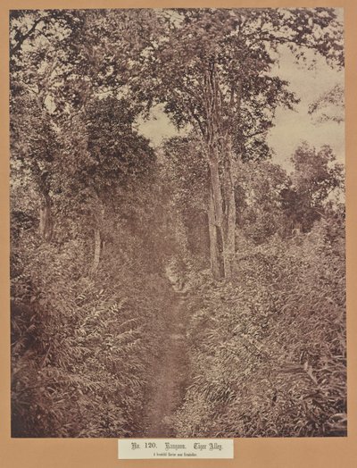 Nr. 120. Rangoon. Tiger Alley von Capt. Linnaeus Tripe