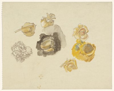 Studien von gelben Blumen von Carel Adolph Lion Cachet