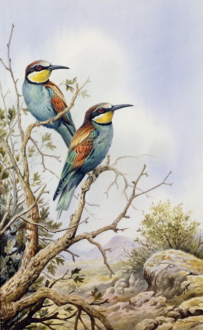 Bienenfresser von Carl Donner