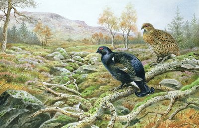 Birkhuhn auf einem Moor von Carl Donner