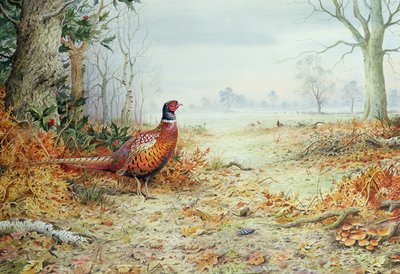 Fasan von Carl Donner