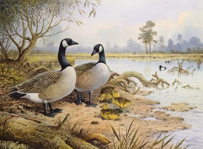Gänse: Kanada von Carl Donner