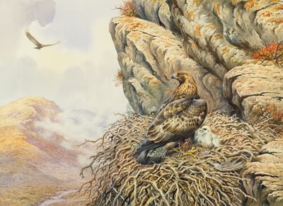 Steinadler am Horst von Carl Donner