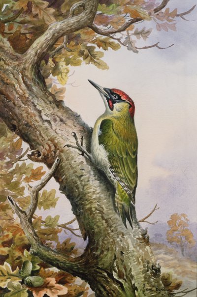 Grünspecht von Carl Donner