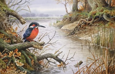 Eisvogel von Carl Donner