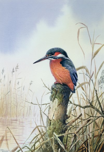Eisvogel von Carl Donner