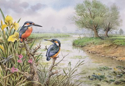 Eisvögel am Flussufer von Carl Donner