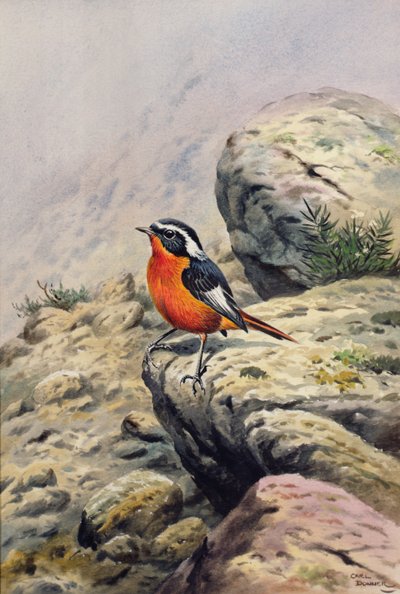 Moussier-Rotschwanz von Carl Donner