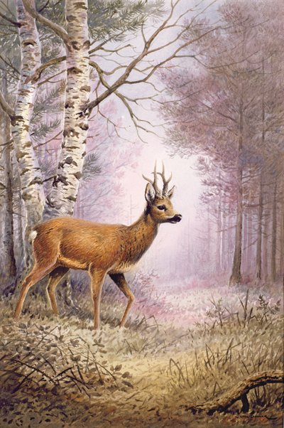 Reh von Carl Donner