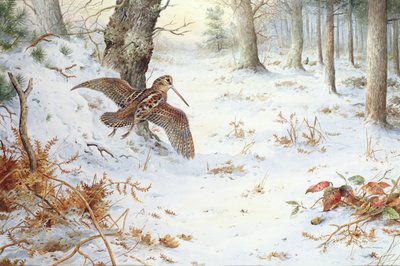 Schnepfe in bewaldeter Landschaft von Carl Donner