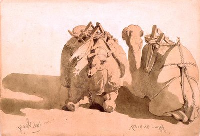 Studie von Kamelen von Carl Haag