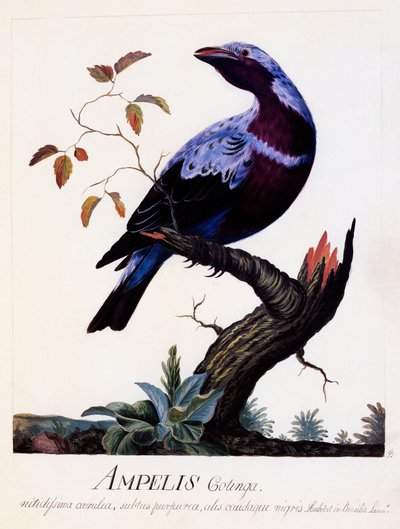 Ampelis cotinga (Cotinga cotinga), Purpurbrustkotinga von Carl Linnaeus