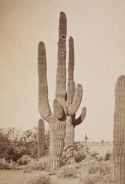 Kaktus von Carleton Watkins