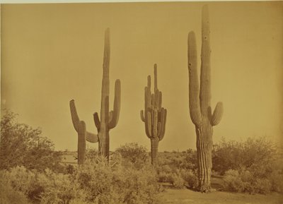 Kaktus, Arizona - Cereus Giganteus von Carleton Watkins
