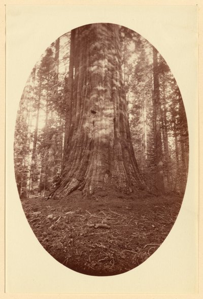Empire State Calaveras Grove von Carleton Watkins