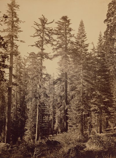 Waldszene / Zucker-Kiefern von Carleton Watkins