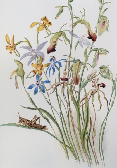 Iris und Blaue Ehrenpreis von Caroline Louisa Meredith