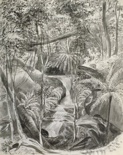 Dschungelstudie, 19. Jahrhundert von Caroline Louisa Meredith