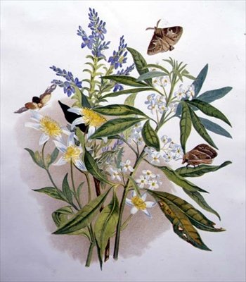 Tasmanischer Blauer Ehrenpreis und Zwerg-Waldrebe von Caroline Louisa Meredith