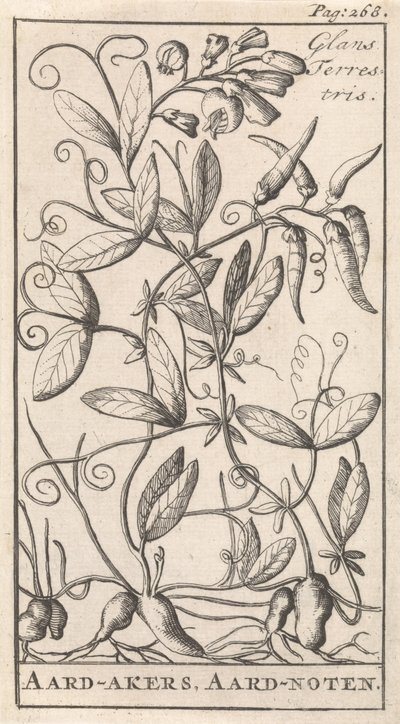 Erdnuss von Caspar Luyken