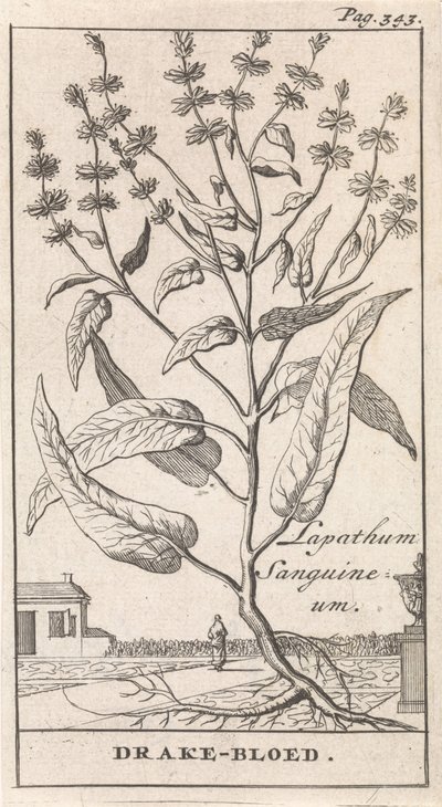 Drachenblut von Caspar Luyken