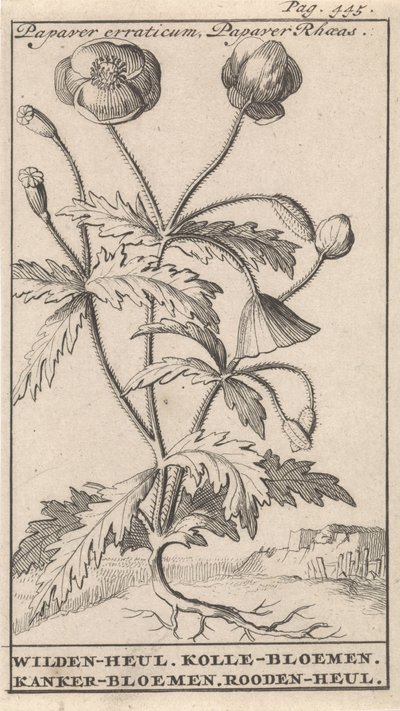 Klatschmohn von Caspar Luyken