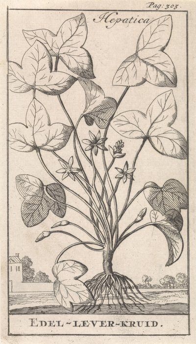 Leberkraut von Caspar Luyken