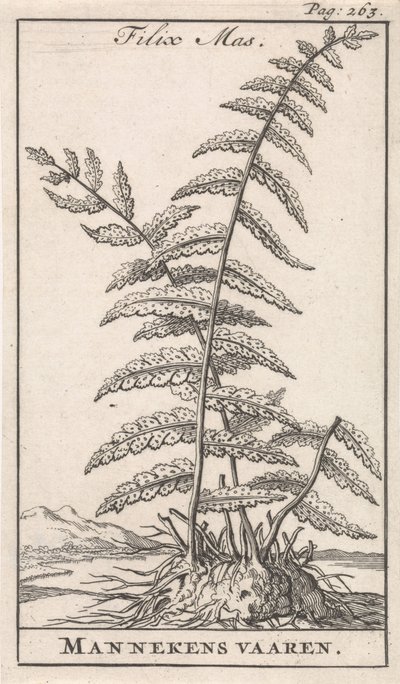 Männlicher Farn von Caspar Luyken