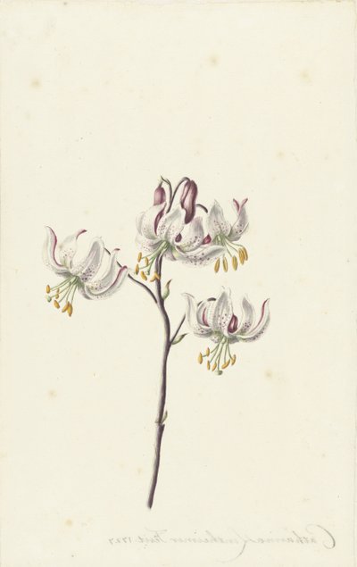 Zweig mit vier weißen Lilien von Catharina Lintheimer