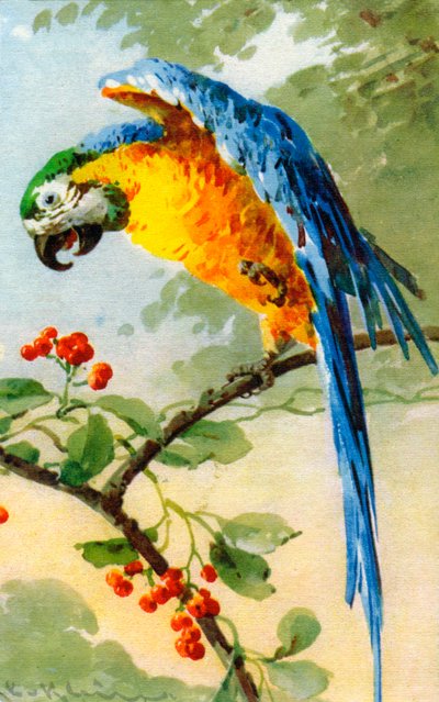 Papagei isst Beeren von Catherine Klein