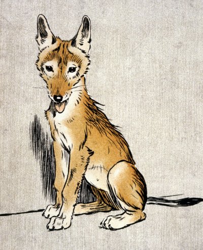 Junger Schakal, ca. 1900 (Gravur) von Cecil Charles Windsor Aldin