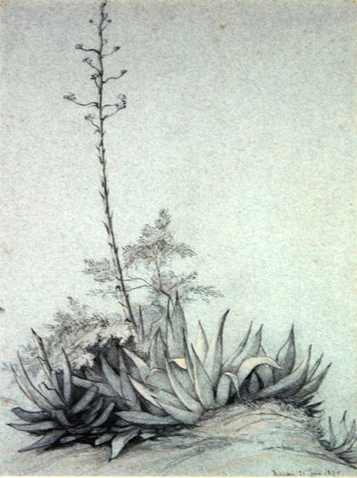 Blühende Yucca von Charles Damour