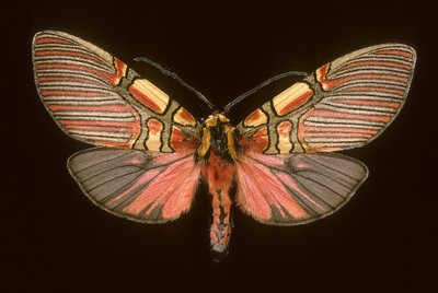 Anaxita constricta von Augustus Kollner