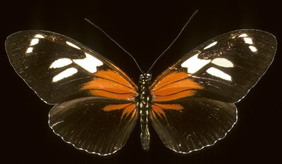 Heliconius burneyi catherina von Augustus Kollner