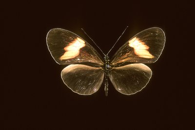 Heliconius melpomene von Augustus Kollner