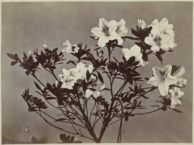 Blumenstillleben mit Lilien von Charles Hippolyte Aubry