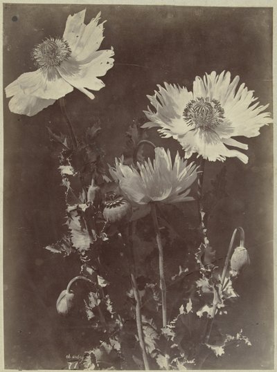 Blumenstillleben mit Mohn von Charles Hippolyte Aubry