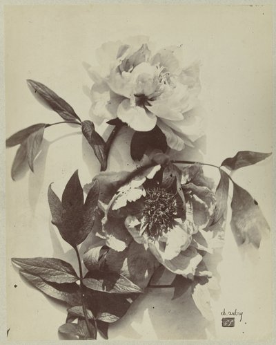 Blumenstillleben mit Pfingstrosen von Charles Hippolyte Aubry