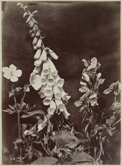 Blumenstillleben mit Fingerhut von Charles Hippolyte Aubry