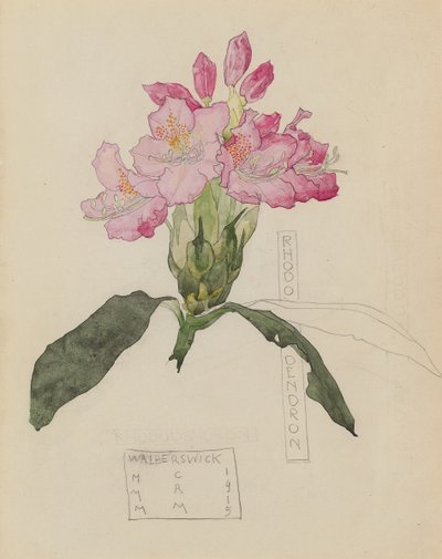 Studie eines Rhododendrons von Charles Rennie and MacDonald Mackintosh Margaret Mackintosh