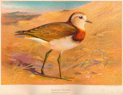 Kaspischer Regenpfeifer Ochthodromus asiaticus von Charles Whymper